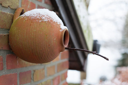 Bird Nesting Bottle Tits/Sparrows