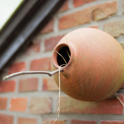 Bird Nesting Bottle Tits/Sparrows