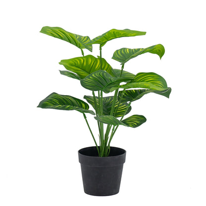 Artificial Calathea Fasciata Plant In Pot