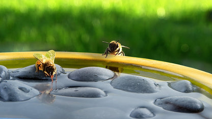 Bee & Butterfly Bath