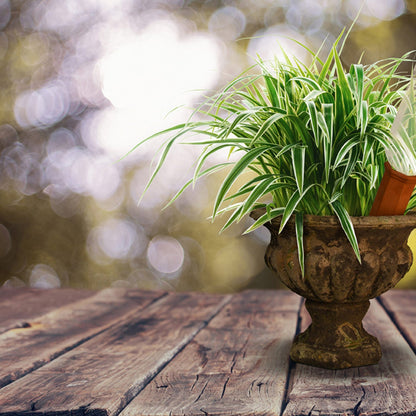 Plant Waterer Spike For Winebottle