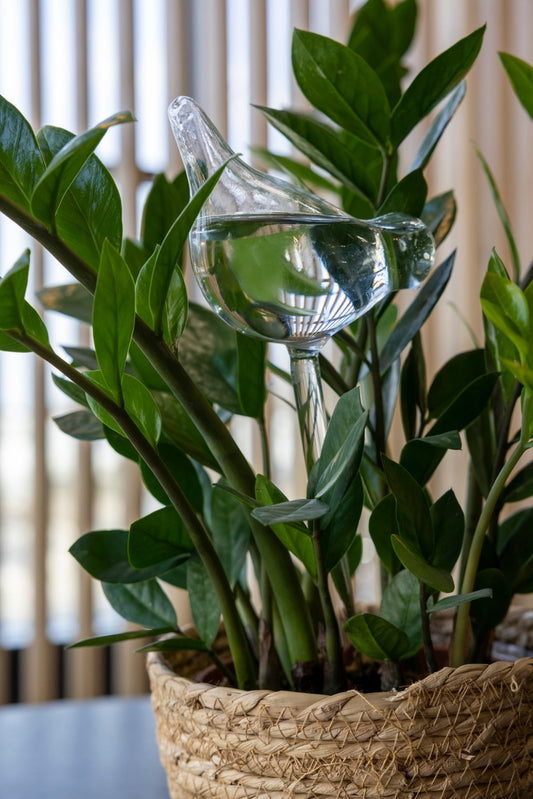 Plant Waterer Bird Glass
