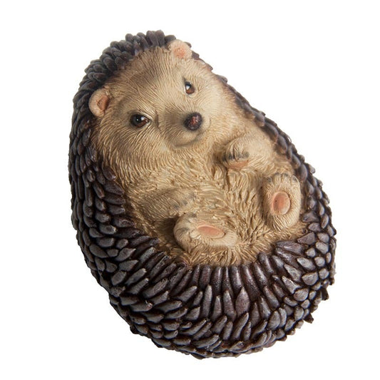 Hedgehog Lying On Back