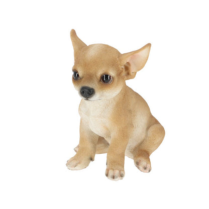 Sitting Chihuahua Pup
