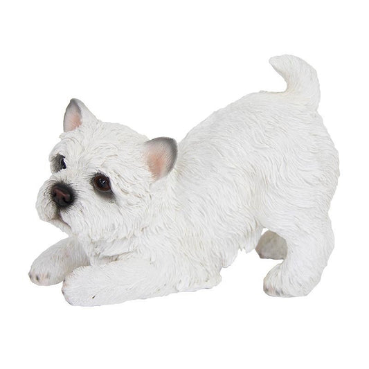 Playing West Highland Terrier