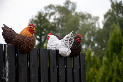 Fence Chicken ~ Assorted