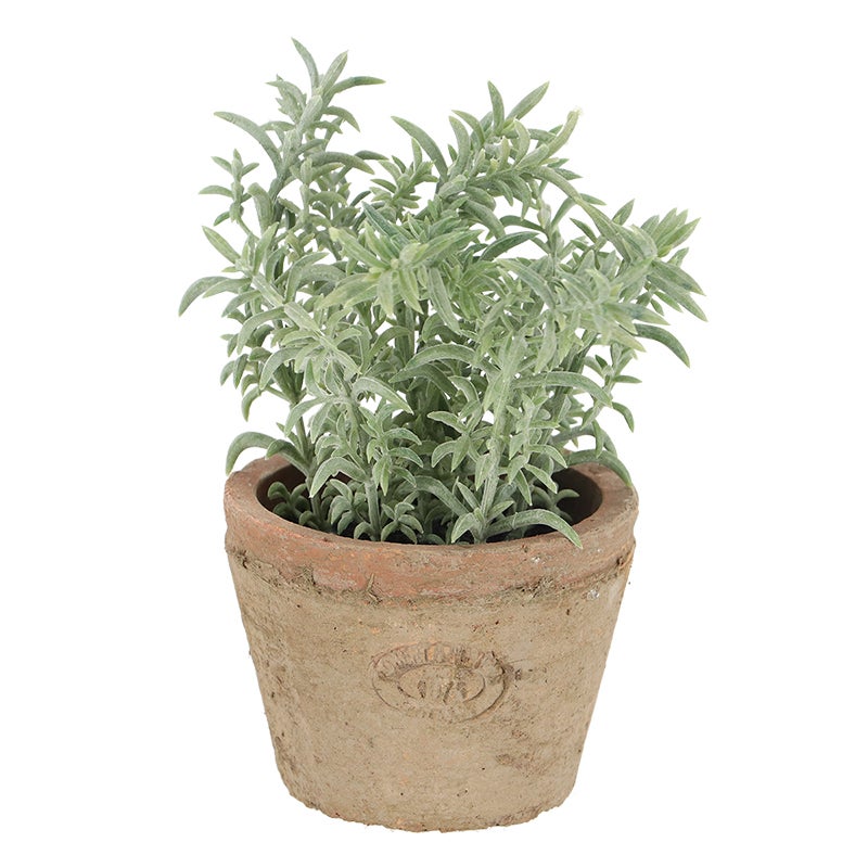 Thyme in At Pot S