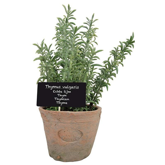 Thyme in At Pot L