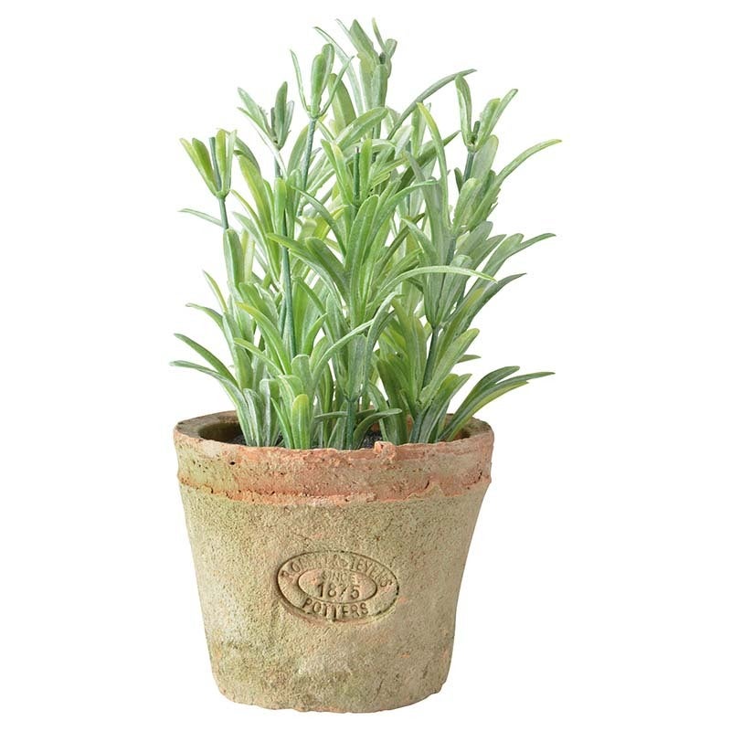 Rosemary in At Pot S