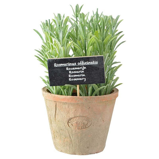 Rosemary in At Pot L