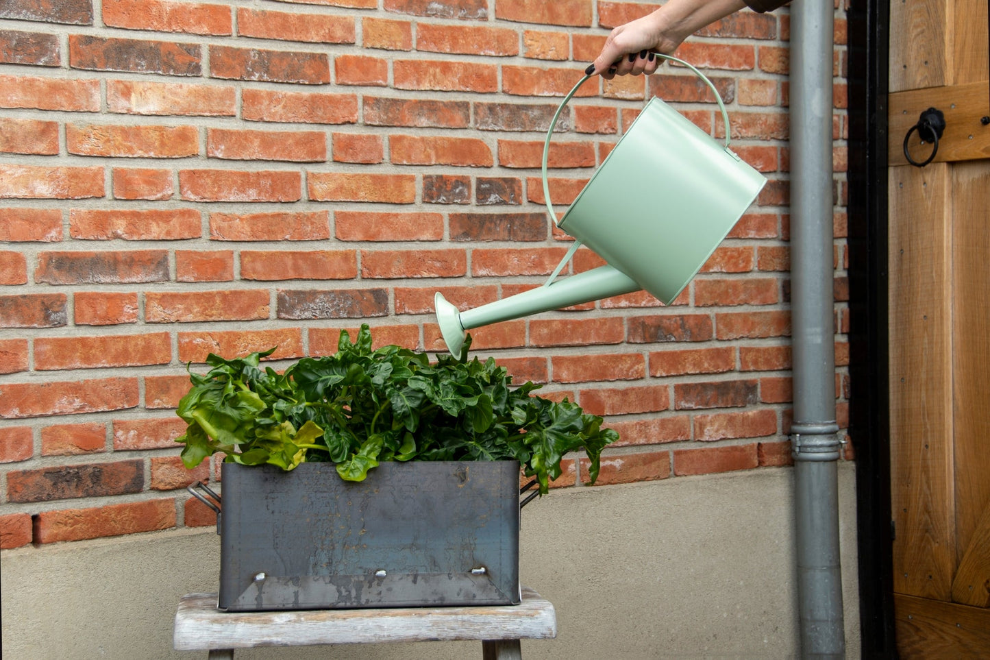 50 Shades of Green Outdoor Watering Can, 3 assorte