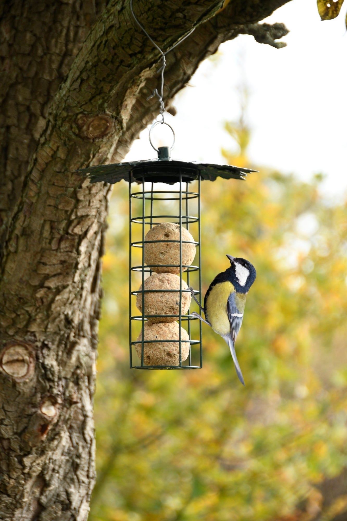 Suet Ball Dispenser With Leaf Roof