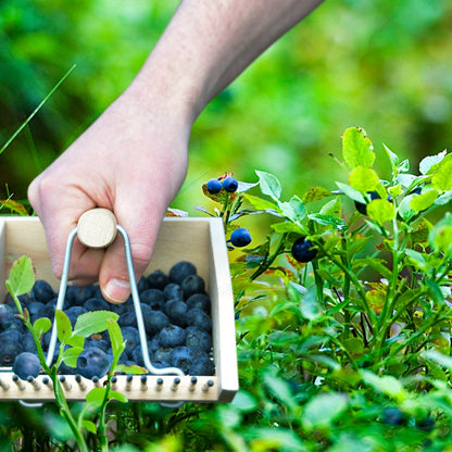 Berry Picker