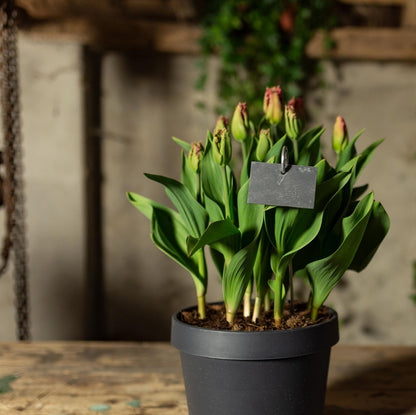 Slate Plant Label S, 70% Off