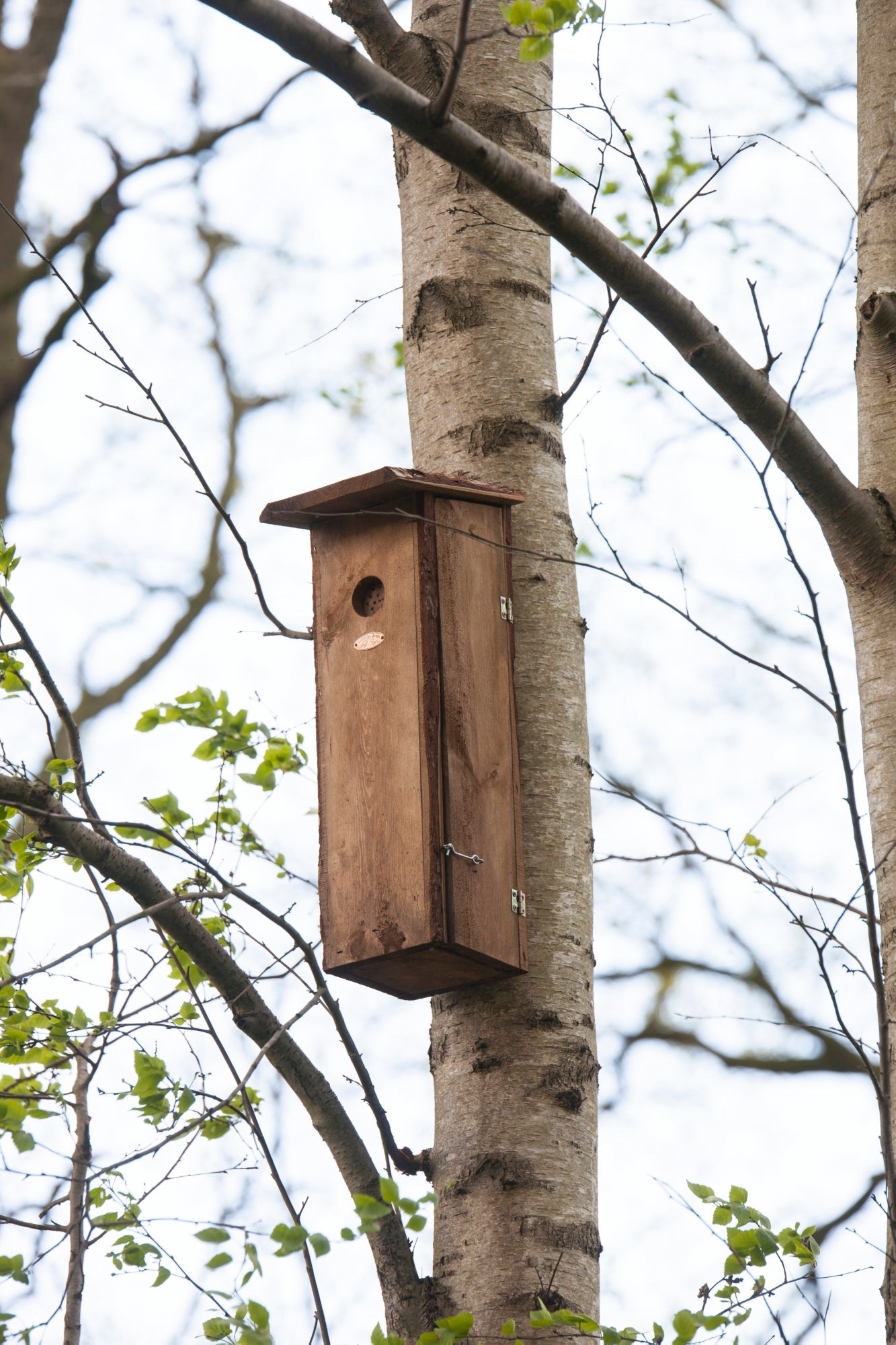 Birdhouse Woodpecker