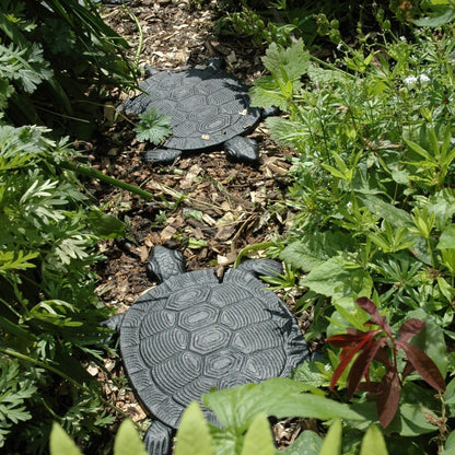 Stepping Stone Turtle