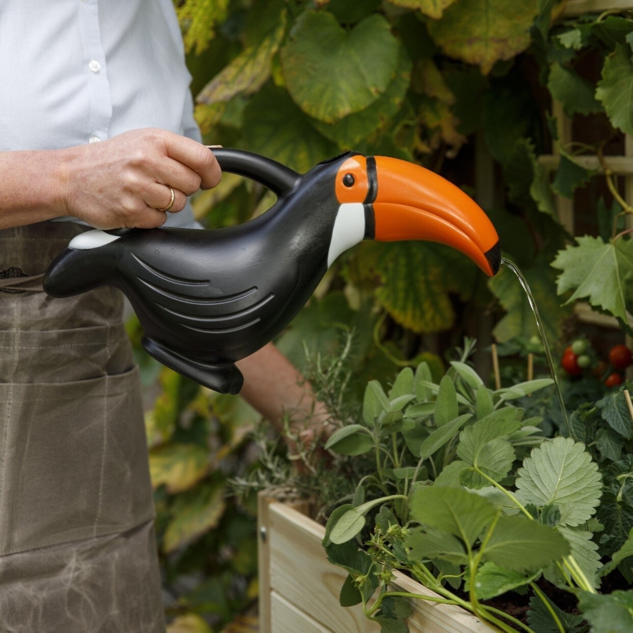 Toucan Watering Can