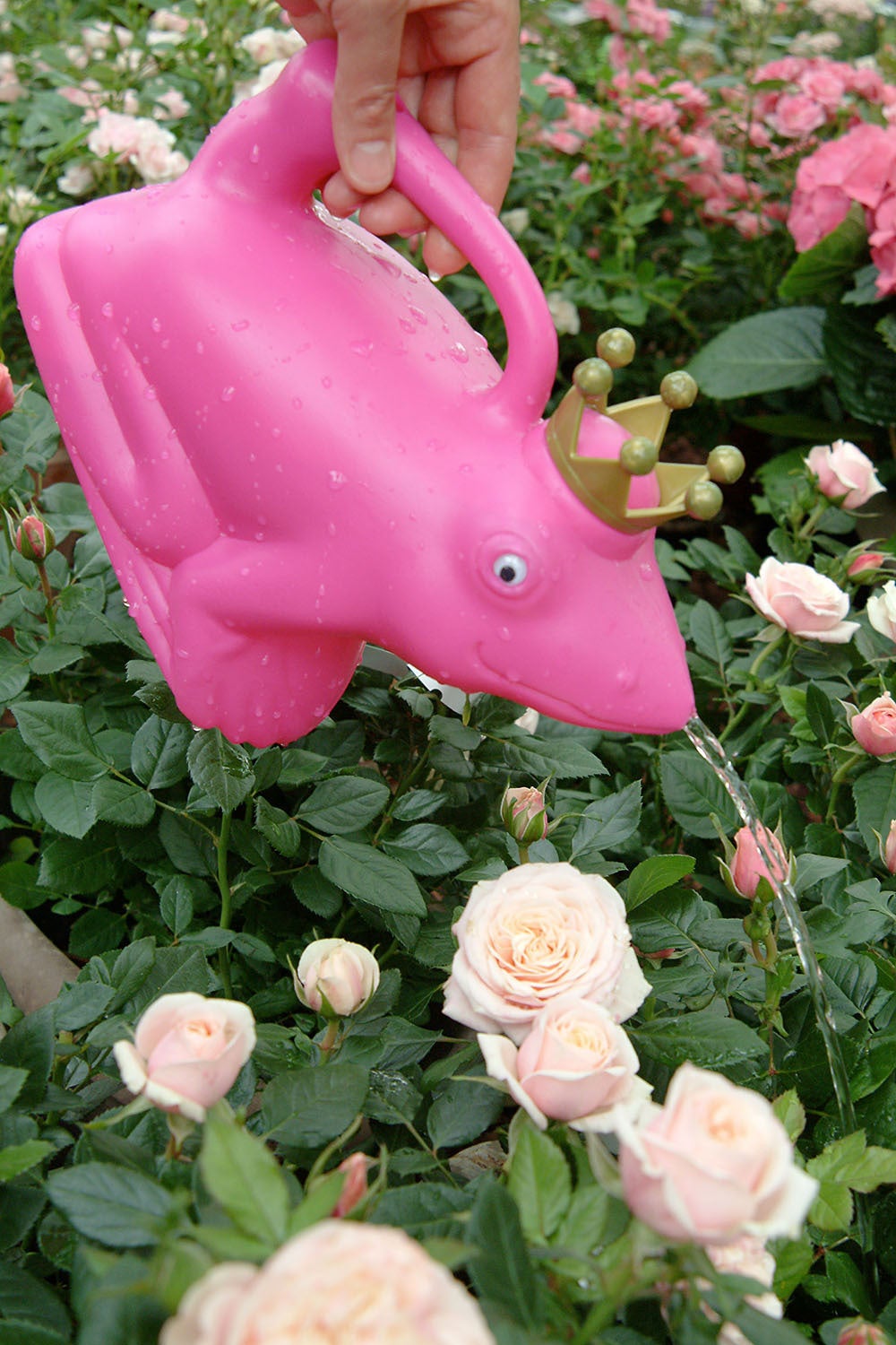 Watering Can Frog King Pink