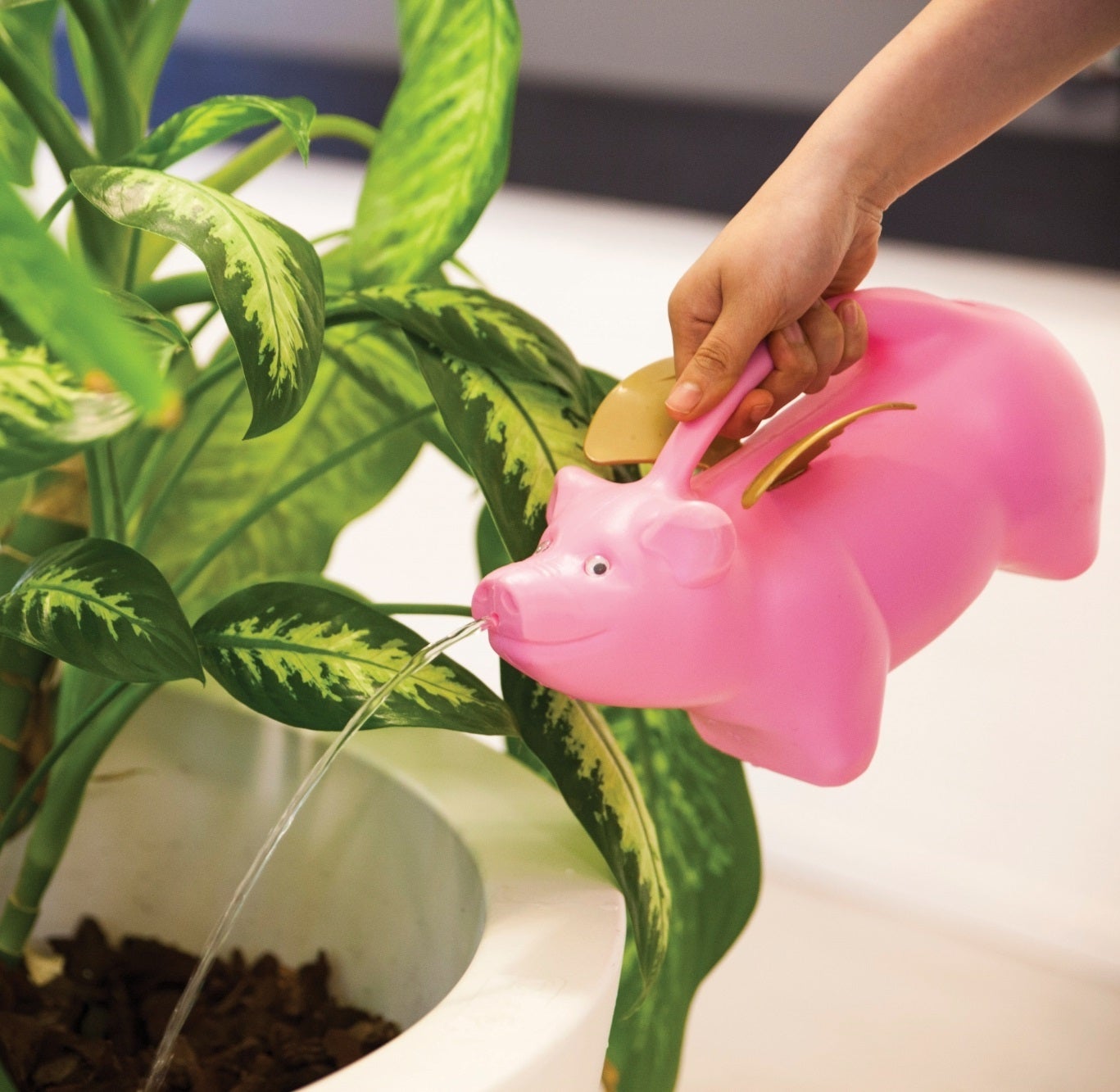 Flying Pig Watering Can