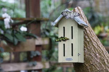 Butterfly Box